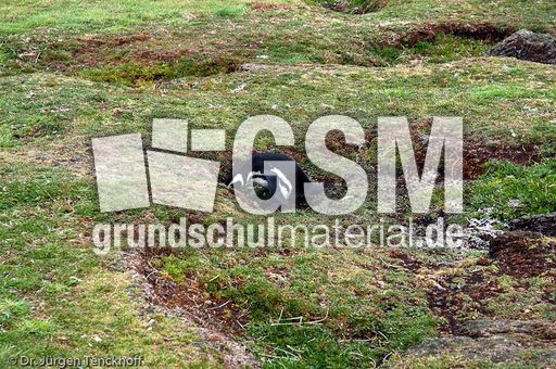 Magellanpinguin (23 von 32).jpg